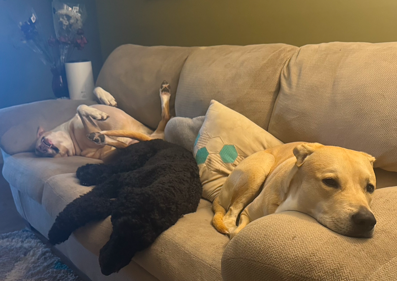 group of dogs